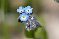 Myosotis ramosissima